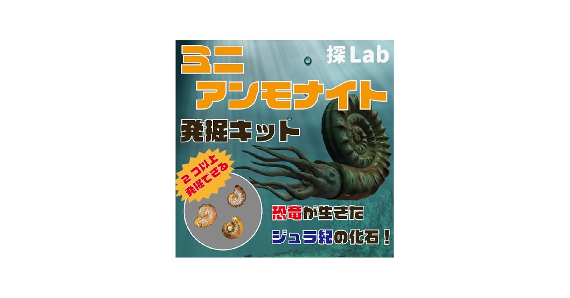Amazon | 【恐竜が生きたジュラ紀の化石】ミニアンモナイト発掘